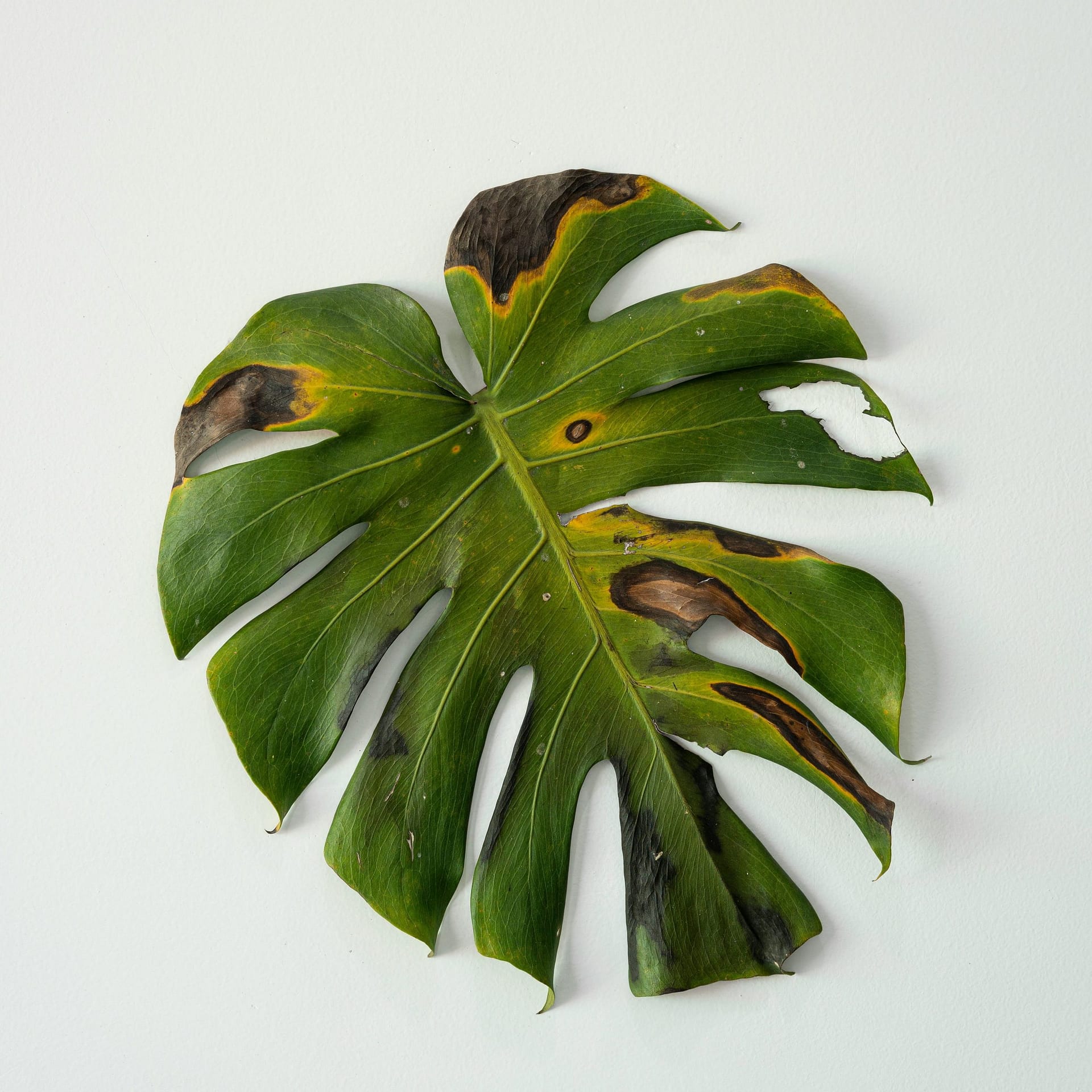 Monstera: una pianta da brividi! - Piantamica
